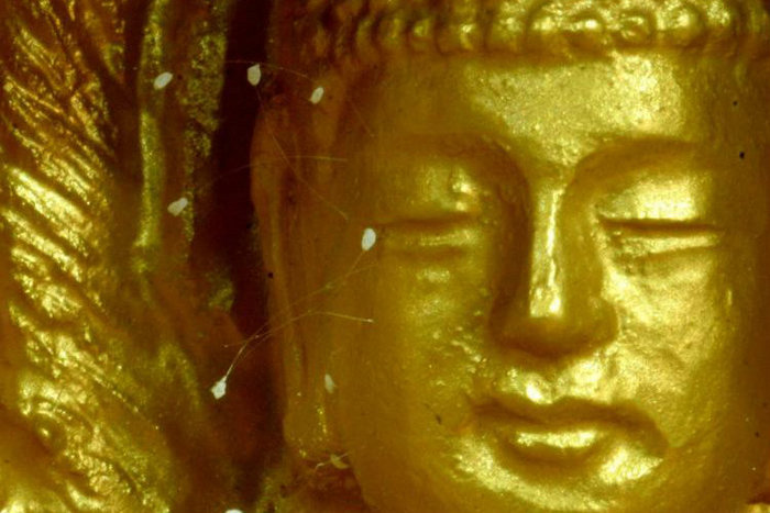 Florile Udumbara pe faţa statuii de Budha. (youtube.)