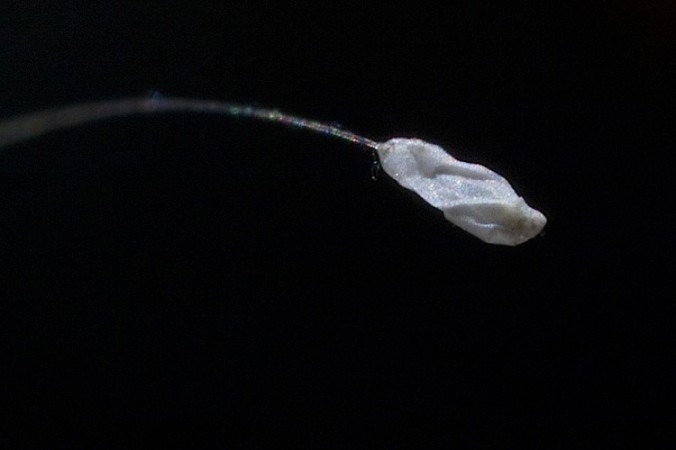 Floarea Udumbara. ((Edward Dai/Epoch Times))